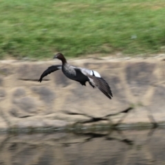 Chenonetta jubata at Acton, ACT - 12 Mar 2023 11:28 AM