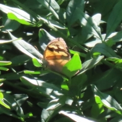 Heteronympha merope (Common Brown Butterfly) at ANU Banks Precinct - 12 Mar 2023 by RodDeb