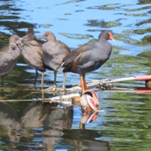 Gallinula tenebrosa at Acton, ACT - 12 Mar 2023