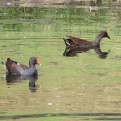 Gallinula tenebrosa at Acton, ACT - 12 Mar 2023