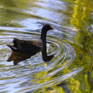 Gallinula tenebrosa at Acton, ACT - 12 Mar 2023