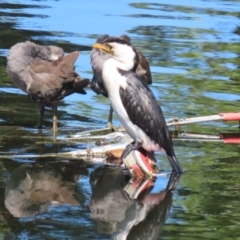 Microcarbo melanoleucos (Little Pied Cormorant) at Australian National University - 12 Mar 2023 by RodDeb