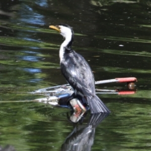 Microcarbo melanoleucos at Acton, ACT - 12 Mar 2023