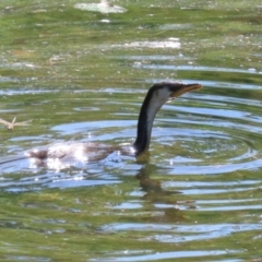 Microcarbo melanoleucos at Acton, ACT - 12 Mar 2023