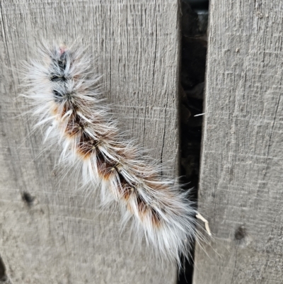 Anthela varia (Hairy Mary) at Banks, ACT - 12 Mar 2023 by Halina