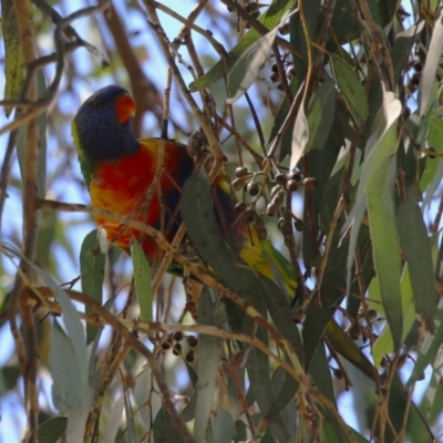 Trichoglossus moluccanus (Rainbow Lorikeet) at Australian National University - 12 Mar 2023 by RodDeb