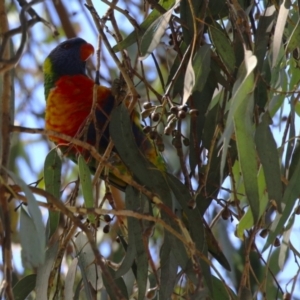 Trichoglossus moluccanus at Acton, ACT - 12 Mar 2023