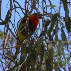 Trichoglossus moluccanus at Acton, ACT - 12 Mar 2023 11:52 AM