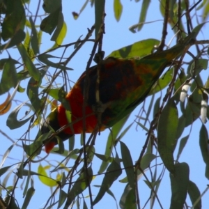 Trichoglossus moluccanus at Acton, ACT - 12 Mar 2023 11:52 AM