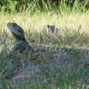 Intellagama lesueurii howittii at Acton, ACT - 12 Mar 2023 12:22 PM