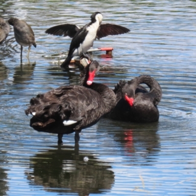 Cygnus atratus (Black Swan) at Acton, ACT - 12 Mar 2023 by RodDeb