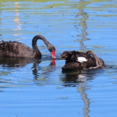 Cygnus atratus at Acton, ACT - 12 Mar 2023