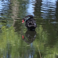 Cygnus atratus at Acton, ACT - 12 Mar 2023 11:31 AM