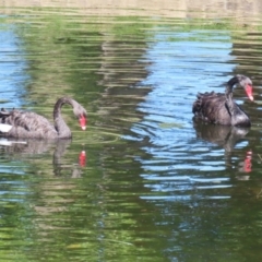 Cygnus atratus at Acton, ACT - 12 Mar 2023 11:31 AM