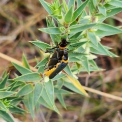 Chauliognathus lugubris (Plague Soldier Beetle) at Gundaroo, NSW - 12 Mar 2023 by Gunyijan