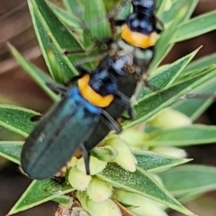 Chauliognathus lugubris at Gundaroo, NSW - 12 Mar 2023