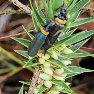 Chauliognathus lugubris at Gundaroo, NSW - 12 Mar 2023