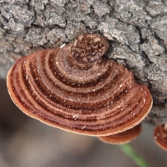 Unidentified Fungus at Moruya, NSW - 12 Mar 2023 by LisaH