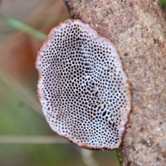 Phaeotrametes decipiens at Moruya, NSW - 12 Mar 2023