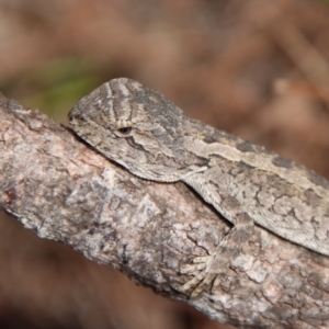 Amphibolurus muricatus at Moruya, NSW - suppressed