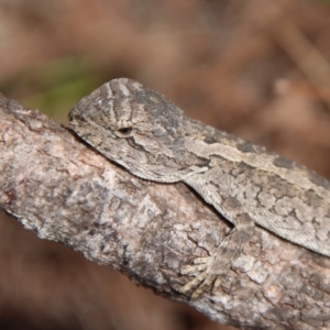 Amphibolurus muricatus at Moruya, NSW - 12 Mar 2023