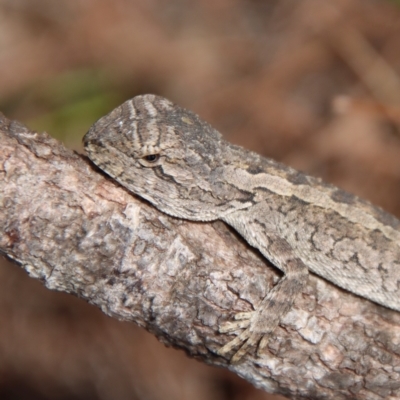 Amphibolurus muricatus (Jacky Lizard) at Moruya, NSW - 12 Mar 2023 by LisaH