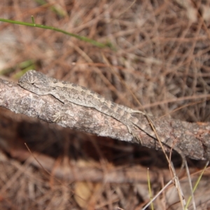 Amphibolurus muricatus at Moruya, NSW - suppressed