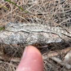 Amphibolurus muricatus at Moruya, NSW - suppressed