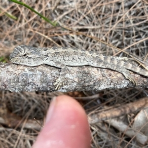 Amphibolurus muricatus at Moruya, NSW - 12 Mar 2023