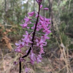 Dipodium roseum (Rosy Hyacinth Orchid) at Tidbinbilla Nature Reserve - 12 Mar 2023 by Rebeccajgee