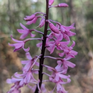 Dipodium roseum at Paddys River, ACT - suppressed