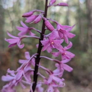 Dipodium roseum at Paddys River, ACT - 12 Mar 2023