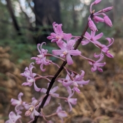 Dipodium roseum (Rosy Hyacinth Orchid) at Tidbinbilla Nature Reserve - 12 Mar 2023 by Rebeccajgee