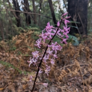 Dipodium roseum at Paddys River, ACT - suppressed