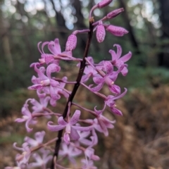 Dipodium roseum at Paddys River, ACT - suppressed