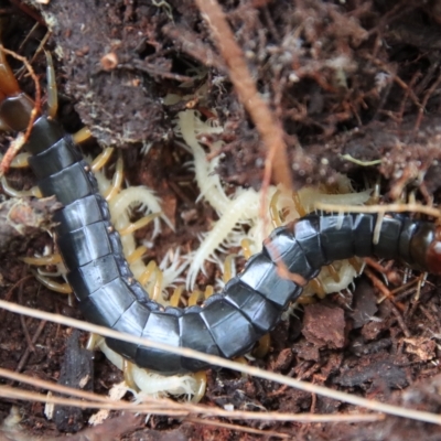 Unidentified Centipede (Chilopoda) at Broulee Moruya Nature Observation Area - 11 Mar 2023 by LisaH