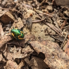 Scutiphora pedicellata (Metallic Jewel Bug) at Paddys River, ACT - 12 Mar 2023 by Rebeccajgee