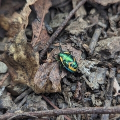 Scutiphora pedicellata at Paddys River, ACT - 12 Mar 2023