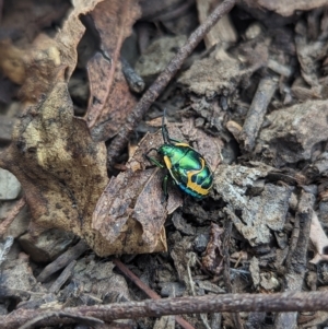 Scutiphora pedicellata at Paddys River, ACT - 12 Mar 2023