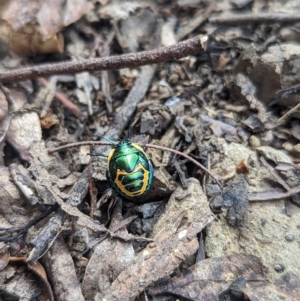 Scutiphora pedicellata at Paddys River, ACT - 12 Mar 2023