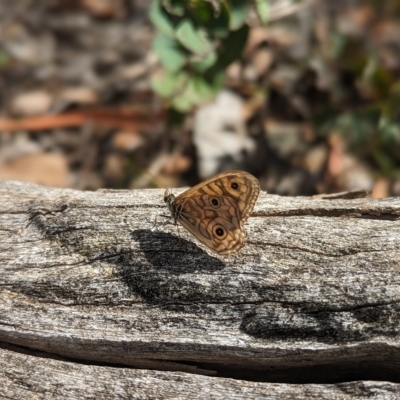 Geitoneura acantha (Ringed Xenica) at Tidbinbilla Nature Reserve - 12 Mar 2023 by Rebeccajgee