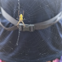 Unidentified Orb-weaving spider (several families) at Kambah, ACT - 12 Mar 2023 by Rebeccajgee