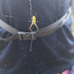 Cyrtophora moluccensis at Kambah, ACT - 12 Mar 2023 02:14 PM