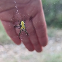 Cyrtophora moluccensis at Kambah, ACT - 12 Mar 2023 02:14 PM