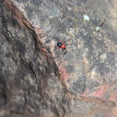 Ambicodamus crinitus (Red-black Spider) at Cotter River, ACT - 12 Mar 2023 by Rebeccajgee