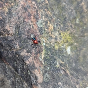 Ambicodamus crinitus at Cotter River, ACT - 12 Mar 2023 12:27 PM