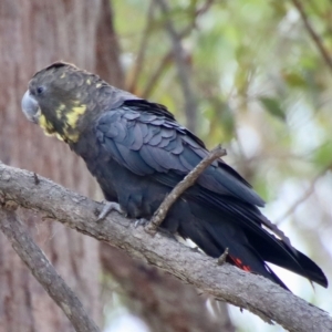 Calyptorhynchus lathami at Moruya, NSW - 11 Mar 2023