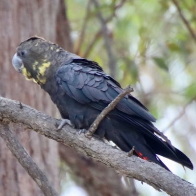 Calyptorhynchus lathami lathami (Glossy Black-Cockatoo) at Broulee Moruya Nature Observation Area - 11 Mar 2023 by LisaH