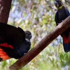 Calyptorhynchus lathami lathami at Moruya, NSW - suppressed