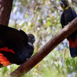 Calyptorhynchus lathami lathami at Moruya, NSW - suppressed